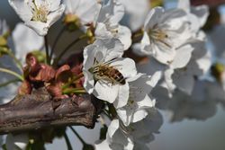 Kirschbaum, Blüte, Biene, Fruchtmark sammeln