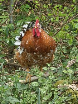 freilaufendes Huhn im wald