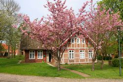 Fachwerkhaus mit blühendem Kirschbaum